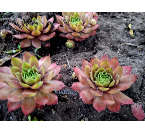 Молодило, семпервівум sempervivum Orange Glow